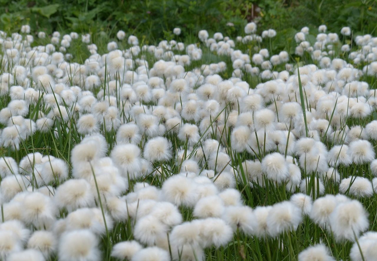 Cotton growing in a field