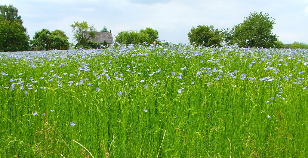 Flax Field in Germany