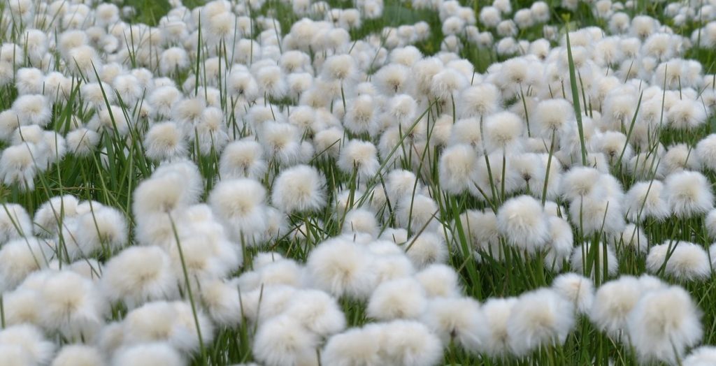 Cotton growing in a field